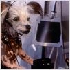 Cats & Dogs - Wie Hund und Katz : photo Lawrence Guterman