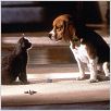 Cats & Dogs - Wie Hund und Katz : photo Lawrence Guterman