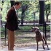 Manhattan Love Story : photo Ralph Fiennes