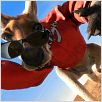 Kangaroo Jack : photo
