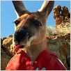 Kangaroo Jack : photo