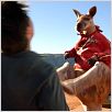 Kangaroo Jack : photo