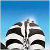 Im Rennstall ist das Zebra los! : photo Frederik Du Chau