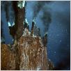 Aliens der Meere : photo James Cameron, Steven Quale