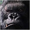 King Kong : photo Peter Jackson