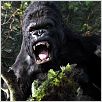 King Kong : photo Peter Jackson
