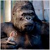 King Kong : photo Naomi Watts, Peter Jackson