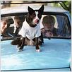 Alles ist erleuchtet : photo Boris Leskin, Elijah Wood, Liev Schreiber