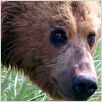 Grizzly Man : photo Werner Herzog