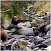 Grizzly Man : photo Werner Herzog