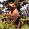 Grizzly Man : photo Werner Herzog