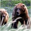 Grizzly Man : photo Werner Herzog