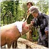 Eine zauberhafte Nanny : photo Angela Lansbury, Colin Firth, Kirk Jones (II)