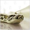 Snakes on a Plane : photo David R. Ellis