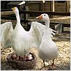 Schweinchen Wilbur und seine Freunde : photo Gary Winick