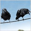 Schweinchen Wilbur und seine Freunde : photo Gary Winick