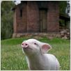 Schweinchen Wilbur und seine Freunde : photo Gary Winick