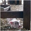 Schweinchen Wilbur und seine Freunde : photo Gary Winick