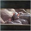Schweinchen Wilbur und seine Freunde : photo Gary Winick