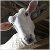 Schweinchen Wilbur und seine Freunde : photo Gary Winick