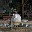Schweinchen Wilbur und seine Freunde : photo Gary Winick