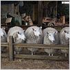 Schweinchen Wilbur und seine Freunde : photo Gary Winick