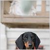 Schweinchen Wilbur und seine Freunde : photo Gary Winick