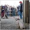 Schweinchen Wilbur und seine Freunde : photo Dakota Fanning, Gary Winick