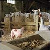 Schweinchen Wilbur und seine Freunde : photo Gary Winick