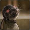 Schweinchen Wilbur und seine Freunde : photo Gary Winick