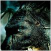 Eragon - Das Vermächtnis der Drachenreiter : poster Stefen Fangmeier