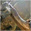 Eragon - Das Vermächtnis der Drachenreiter : photo Stefen Fangmeier