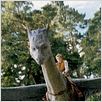 Eragon - Das Vermächtnis der Drachenreiter : photo Ed Speleers, Stefen Fangmeier