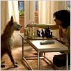 Das Haus am See : photo Alejandro Agresti, Sandra Bullock
