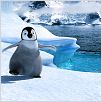 Happy Feet : photo George Miller