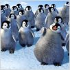 Happy Feet : photo George Miller