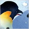 Happy Feet : photo George Miller