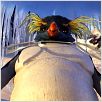 Happy Feet : photo George Miller