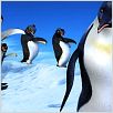 Happy Feet : photo George Miller