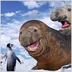 Happy Feet : photo George Miller