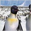 Happy Feet : photo George Miller