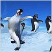Happy Feet : photo George Miller