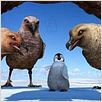 Happy Feet : photo George Miller