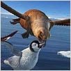 Happy Feet : photo George Miller