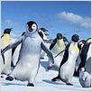 Happy Feet : photo George Miller
