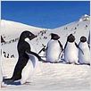 Happy Feet : photo George Miller