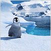 Happy Feet : photo George Miller
