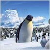 Happy Feet : photo George Miller