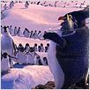Happy Feet : photo George Miller