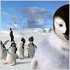 Happy Feet : photo George Miller